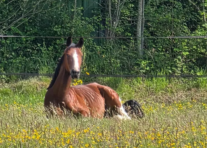 Chez Sam Et Brice 홈스테이 *